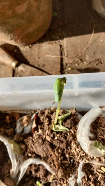 土の箱の中の植物に緑の毛虫の垂直ショット — ストック写真