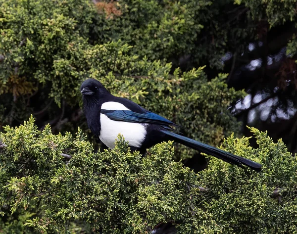 Pájaro Urraca Euroasiático Posado Arbusto Verde — Foto de Stock