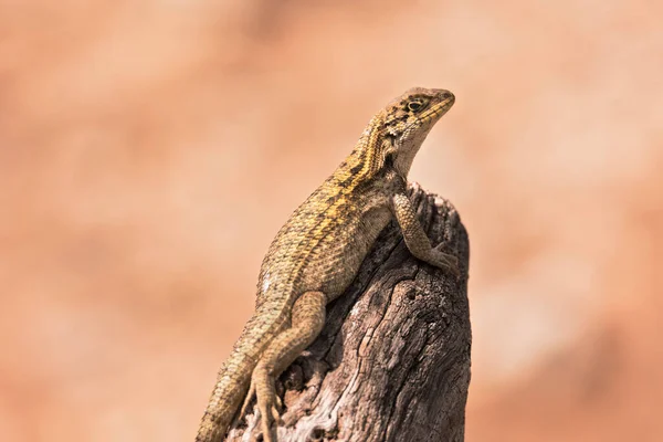 Selective Focus Lizard Wooden Surface — Stock Photo, Image