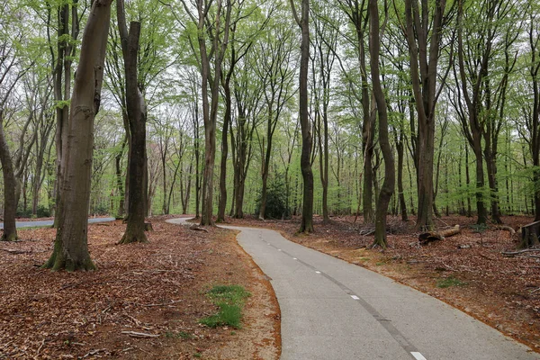 Utsikt Över Cykelväg Som Sträcker Sig Genom Skog Speulderbos Nederländerna — Stockfoto