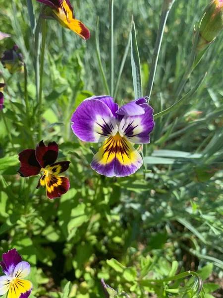 Pansy Salvaje Parterre — Foto de Stock