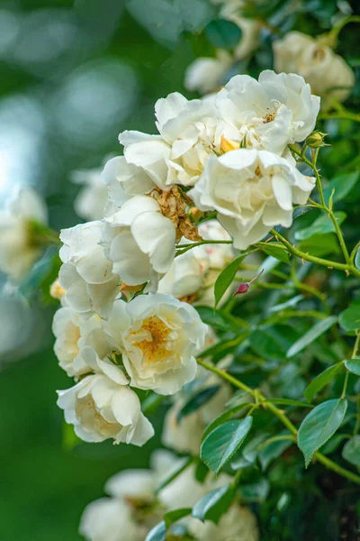 Enfoque Selectivo Rosas Blancas Parque —  Fotos de Stock