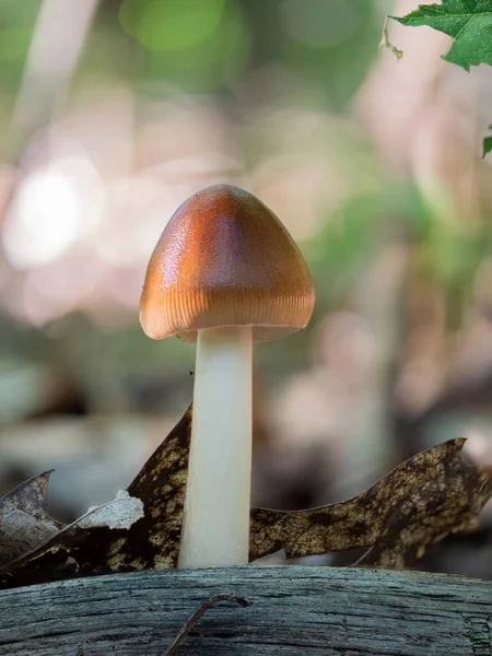 Eine Nahaufnahme Eines Amanita Fulva Pilzes — Stockfoto