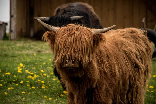 Tarladaki Güzel Kahverengi Skoçya Sığırlarının Yakın Çekimi — Stok fotoğraf