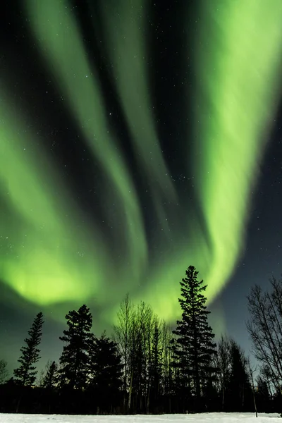 Disparo Vertical Auroras Boreales Con Bosque Primer Plano Norte Alberta — Foto de Stock