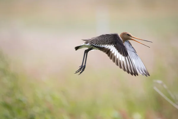 Selective Focus Flying Black Tailed Godwit Bird Blurred Background — Stock Photo, Image