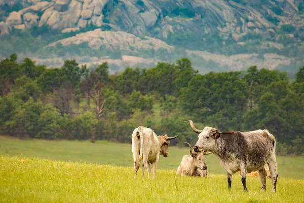 Longhorns Grazing Wichita Refugio Vida Silvestre — Foto de Stock