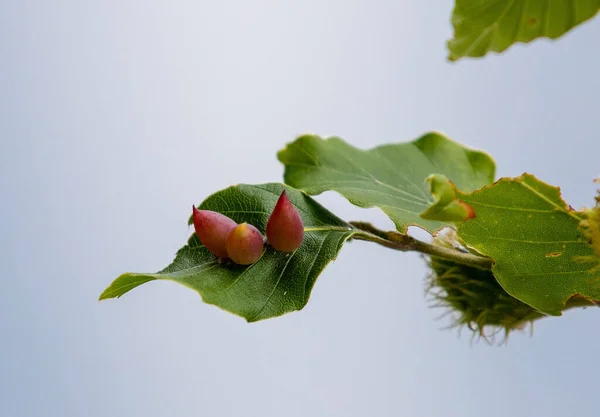 Beech Leaf Infested Mikiola Galls Pest Insect — Stock Photo, Image