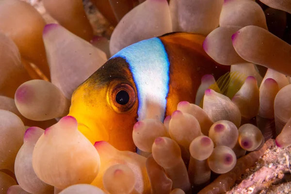 一只躲在珊瑚中的小丑鱼的特写镜头 — 图库照片