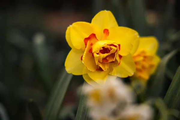 美丽的金黄色水仙花盛开在公园里 — 图库照片