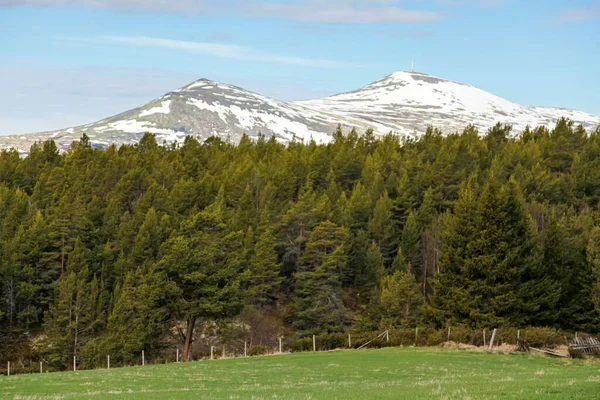 緑豊かな木々と自然と雪の山を背景にした森の景色 — ストック写真