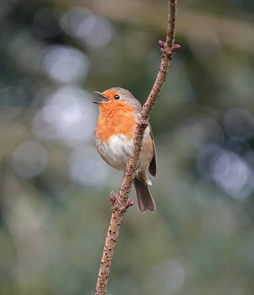 Bulanık Bir Arkaplanda Bir Ağaç Dalına Tünemiş Avrupalı Bir Robin — Stok fotoğraf