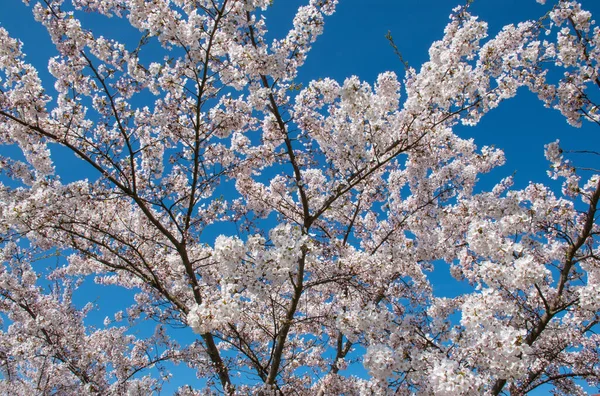 Uma Bela Vista Árvore Florida Com Flores Brancas Sob Luz — Fotografia de Stock