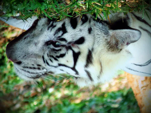 Een Selectieve Focus Shot Van Een Witte Bengaalse Tijger — Stockfoto