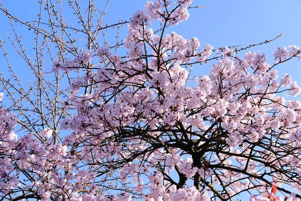 Uma Vista Panorâmica Das Flores Cerejeira Regent Park Londres Reino — Fotografia de Stock