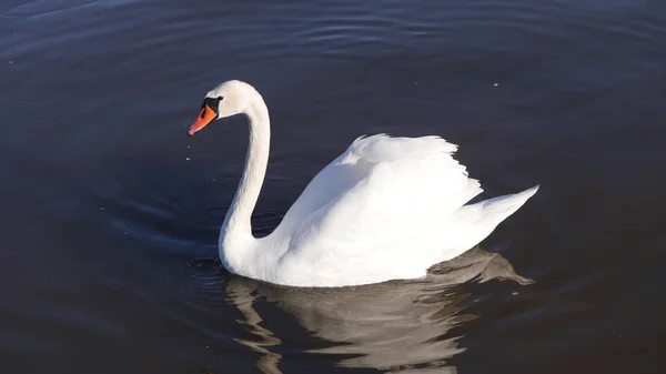 Närbild Bild Vit Svan Simmar Vattnet — Stockfoto