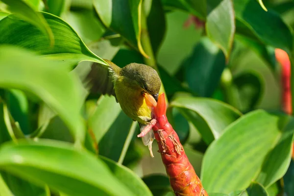 Крупный План Маленькой Зеленой Солнечной Птицы Собирающей Нектар Красной Пуговицы — стоковое фото