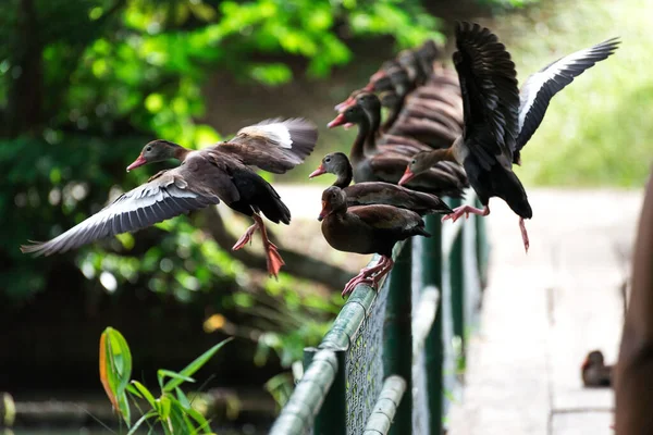 Closeup Row Black Bellied Whistling Ducks Perched Green Metal Handrail — Stock Photo, Image