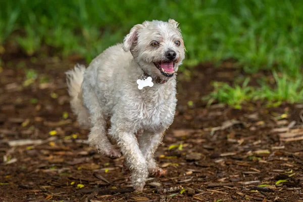 Cão Branco Curmente Pequeno Com Olhos Branqueiros Running Trail Blurry — Fotografia de Stock