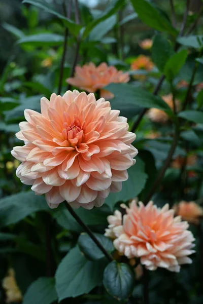 Waterlily Dahlias Resemble Waterlily Flowers Have Fully Double Blooms Characterized — Stock Photo, Image