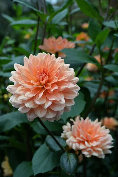 Waterlily Dahlias Assemelham Flores Nenúfares Têm Flores Totalmente Duplas Caracterizadas — Fotografia de Stock