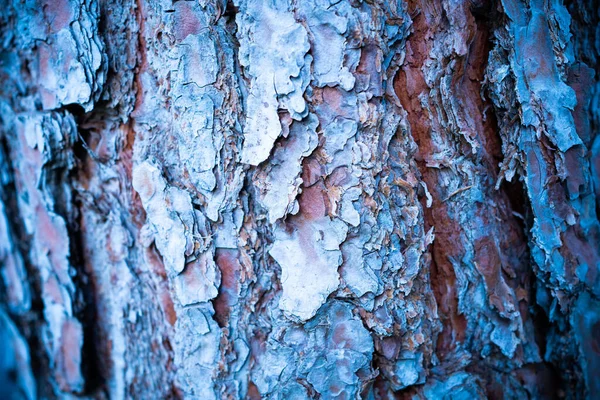 木の幹がバックグラウンドに最適 — ストック写真