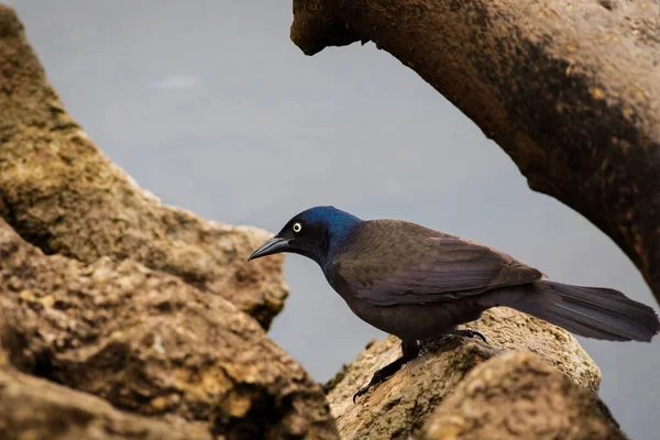 Common Grackle Brzegu Linii Jezioro Overholser — Zdjęcie stockowe