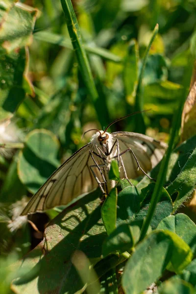 Een Verticaal Shot Van Een Pauw Vlinder Wazige Achtergrond — Stockfoto