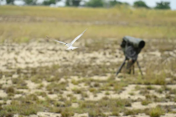 Primer Plano Pálido Harrier Volando Aire —  Fotos de Stock