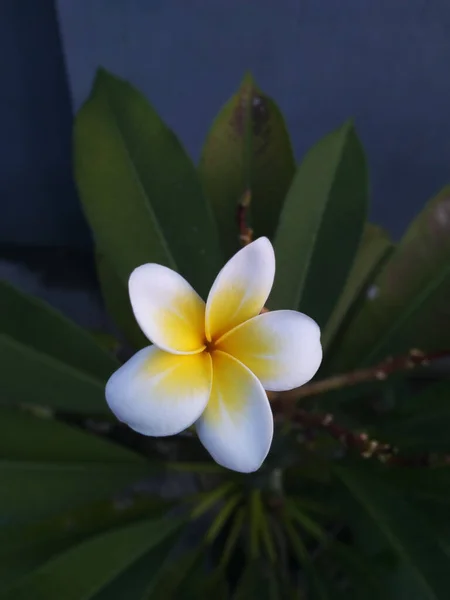 Primer Plano Una Flor Plumería Blanca Amarilla — Foto de Stock