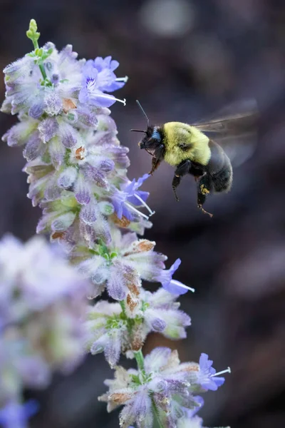 Eine Nahaufnahme Von Fliegenden Bienen Der Nähe Blühender Blume Isoliert — Stockfoto