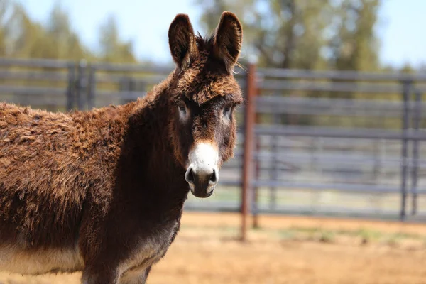 Bulanık arka planda güzel bir eşeğin yakın plan fotoğrafı.