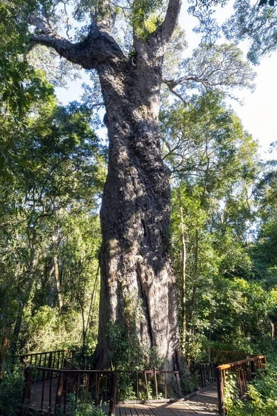 ウッドビル ビッグツリーとして知られ 庭のルート上のクニスナの森の荒野でこの800歳の黄色の木 — ストック写真