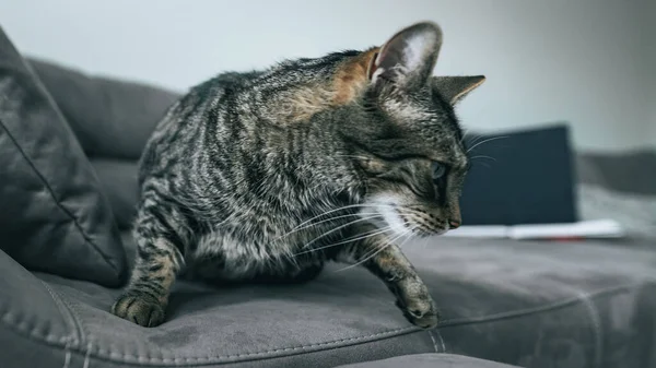 ソファの上に座っている灰色の縞模様の猫の側面図 — ストック写真