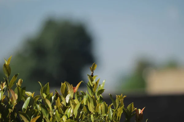 Close Shot Some Leaves Growing Outdoors Blurry Background — Stock Photo, Image