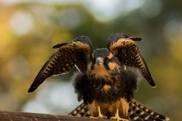 Aplomado Falcon Falco Femoralis Için Seçici Bir Odak Noktası — Stok fotoğraf