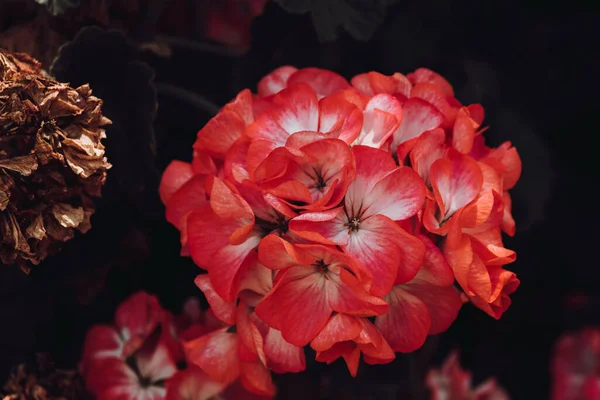 Primer Plano Flores Rojas Del Pico Grulla Cultivadas Jardín Primavera —  Fotos de Stock