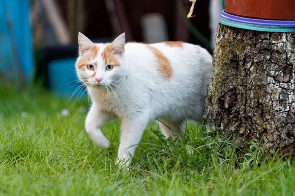 Nahaufnahme Einer Entzückenden Weißen Orangefarbenen Katze Auf Einem Feld — Stockfoto