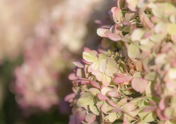 Närbild Vita Och Rosa Blommor Hortensia Växt Solen — Stockfoto