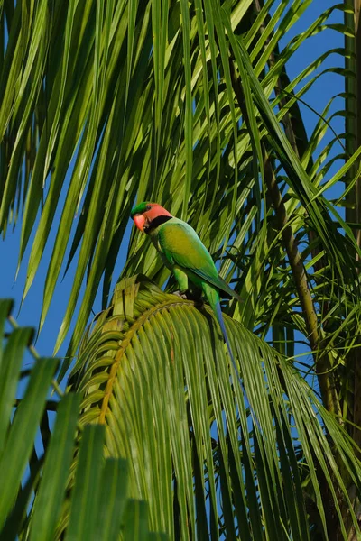 Palmiye Ağacının Üzerinde Uzun Kuyruklu Bir Muhabbet Kuşu Psittacula Longicauda — Stok fotoğraf