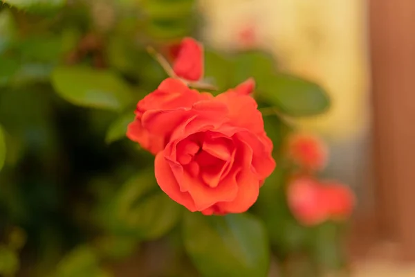 Eine Nahaufnahme Einer Kleinen Blühenden Roten Orangen Rose — Stockfoto