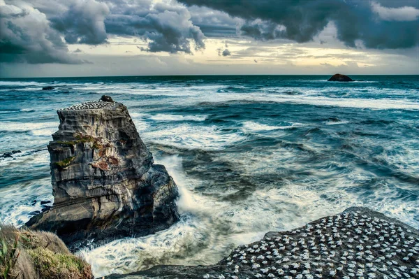 Stormy Day Muriwai Gannet Colony Slow Shutter Speed Creates Blurred — Stock Photo, Image