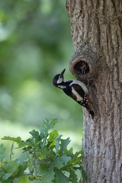 Gros Plan Grand Pic Tacheté Perché Sur Arbre — Photo