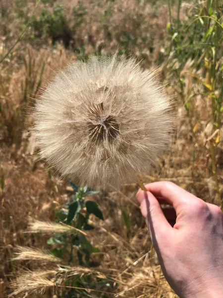 Pissenlit Énorme Main Par Une Journée Été Ensoleillée — Photo