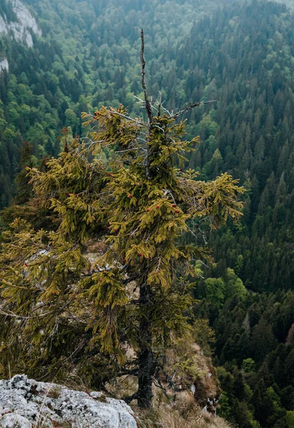 Μια Κάθετη Λήψη Πυκνών Πράσινων Δέντρων Στο Δάσος — Φωτογραφία Αρχείου