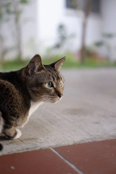 Tiro Foco Seletivo Adorável Gato Tabby Olhando Para Algo Fundo — Fotografia de Stock