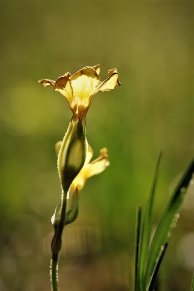 Upplyst Marigold Med Grön Bakgrund Skott Naturen — Stockfoto
