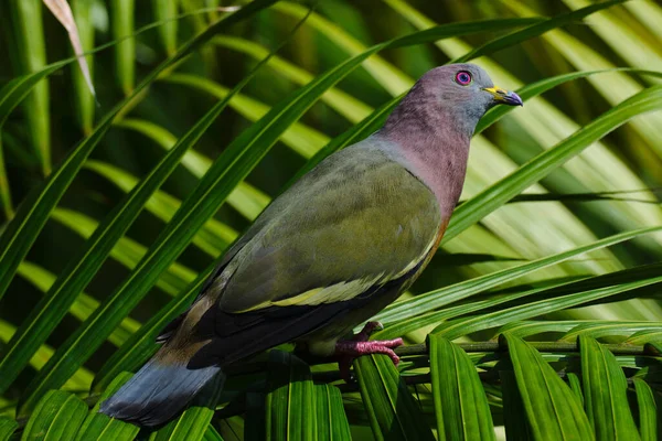 Primer Plano Una Paloma Verde Cuello Rosa Treron Vernans Una —  Fotos de Stock