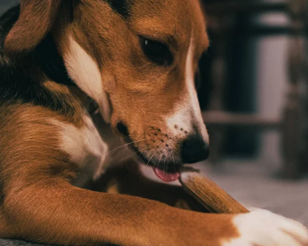 かわいい茶色の犬が骨を噛むの — ストック写真