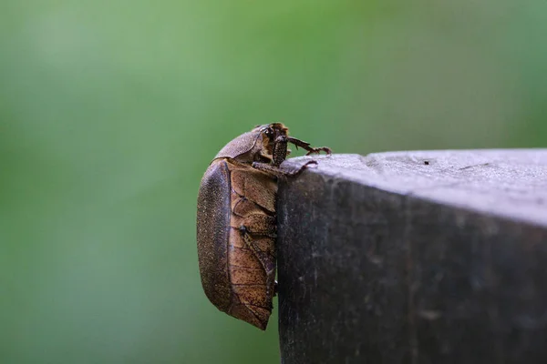 Yeşil Arka Planda Taş Yüzeydeki Hamamböceğine Yakın Çekim — Stok fotoğraf